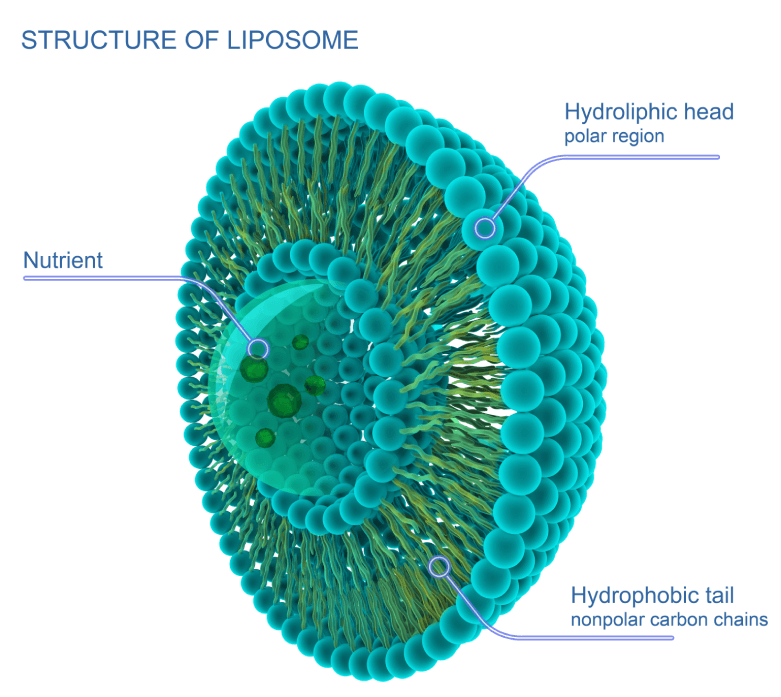 lipozomalne doplky vyzivy